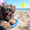 Gafas Mini perros o gatos - Imagen 5